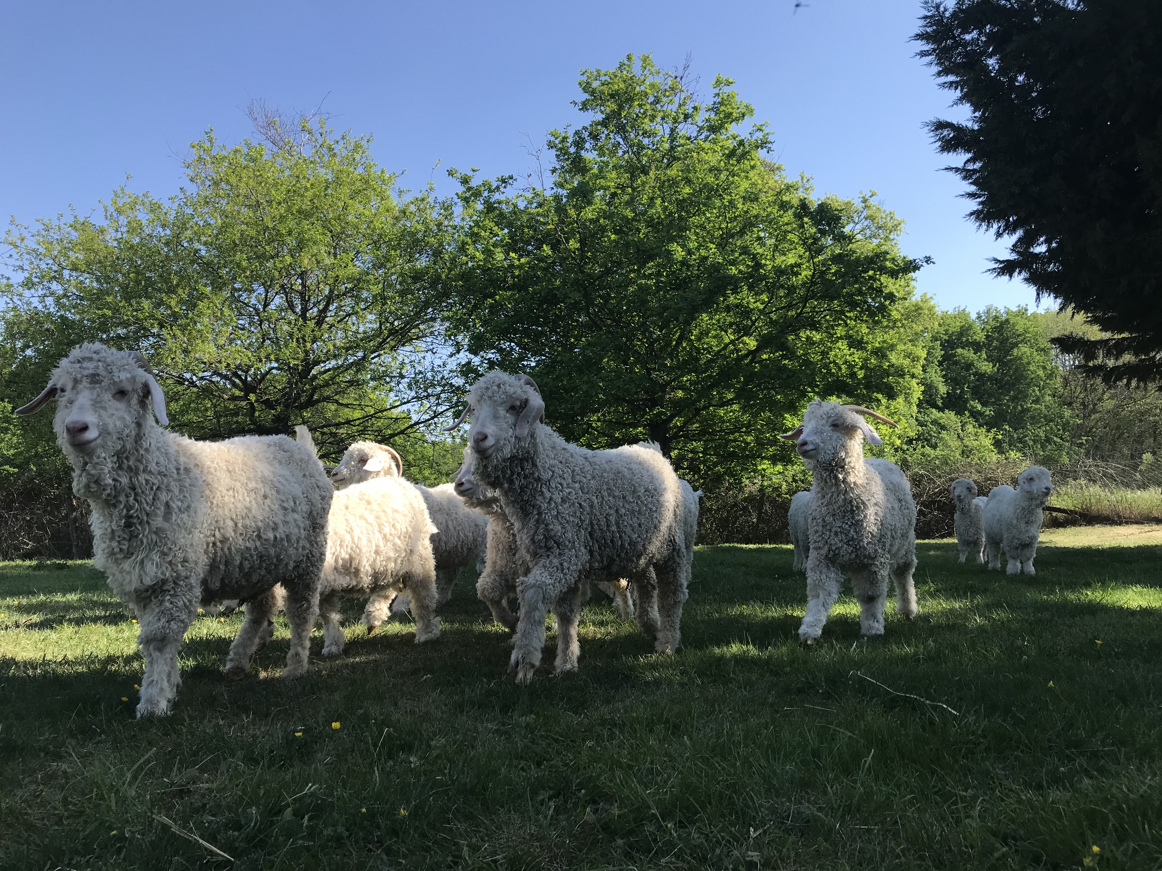 Angora laine d'anjou - Un grand marché